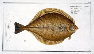 Dab (Pleuronectes Limanda) Plate XLVI from 